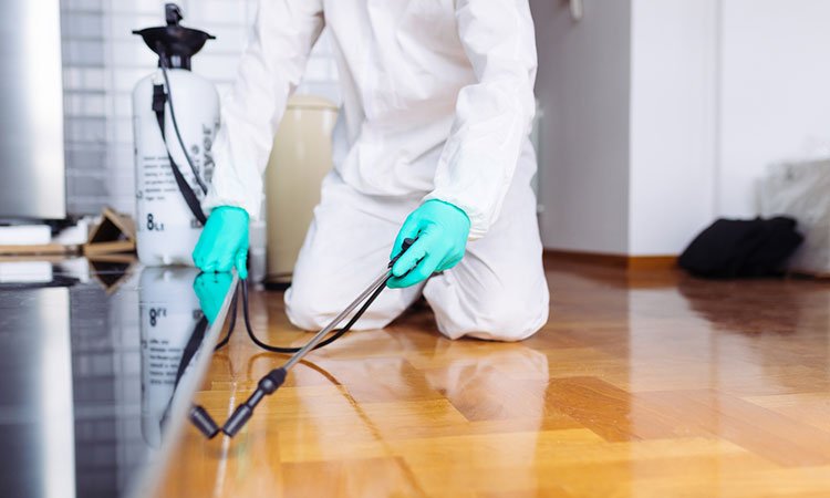 "شركة مكافحة حشرات - النجم الذهبي"